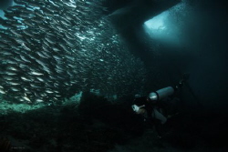 Schooling Fish Under the Jetty Arborek Island Raja Ampat by Wawan Mangile 